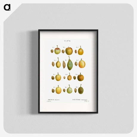 2-20_Treatise-on-Trees-and-Shrubs_blk