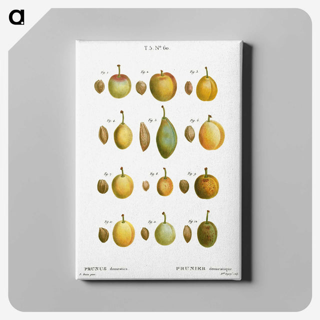 2-20_Treatise-on-Trees-and-Shrubs_canvas