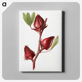 2-20_USDA-Watercolor-Fruit-Painting-Collection_canvas
