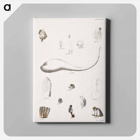 アートパネル-Different types of seashells illustration from Zoology of New York by James Ellsworth De Kay - ニューヨークの動物学 Canvas.