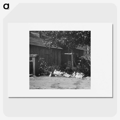 2-21_Alfred-Stieglitz_picture