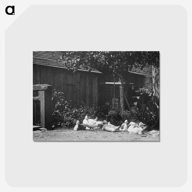 2-21_Alfred-Stieglitz_postcard