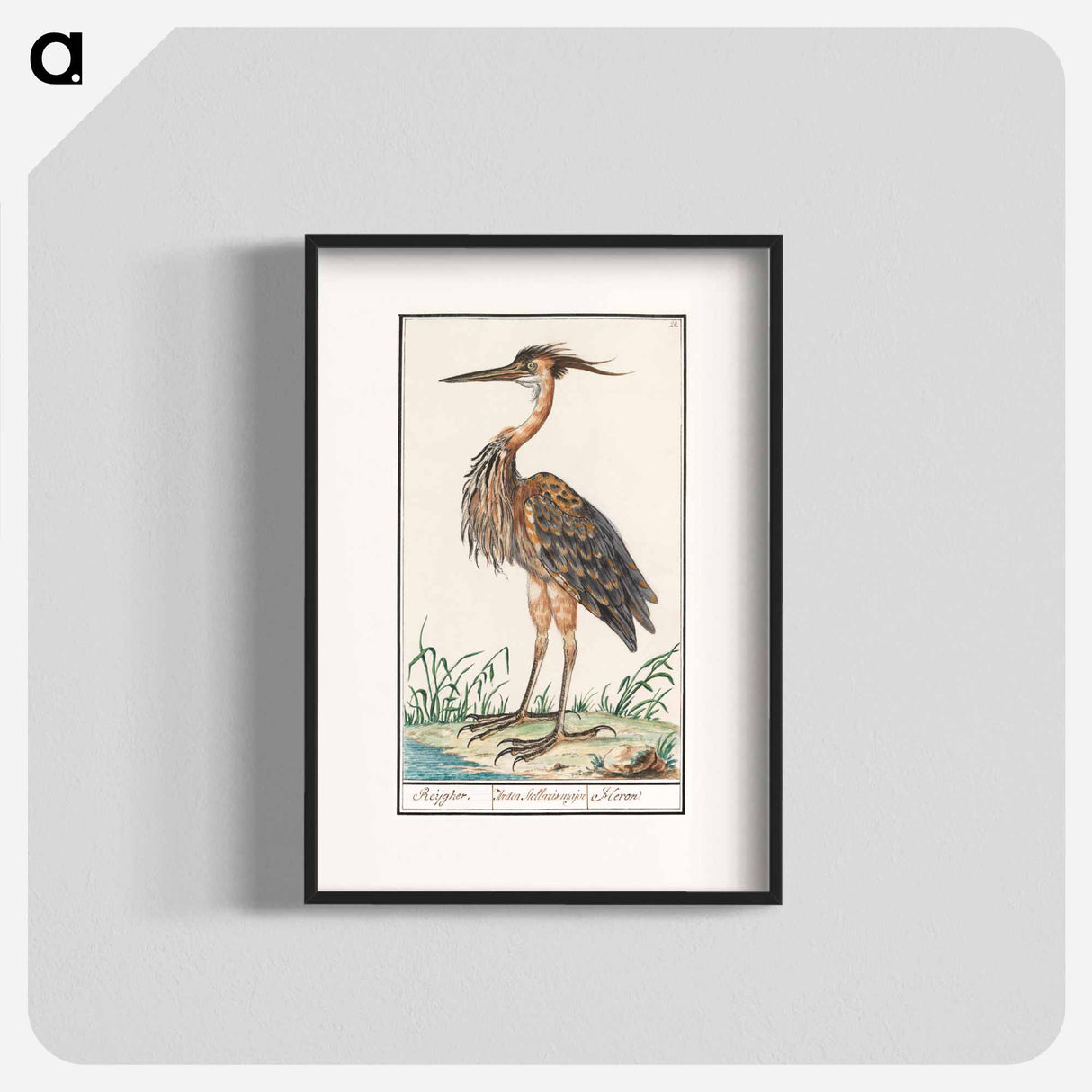 The Purple Heron - アンセルムス ボエティウス デ ブート Poster.