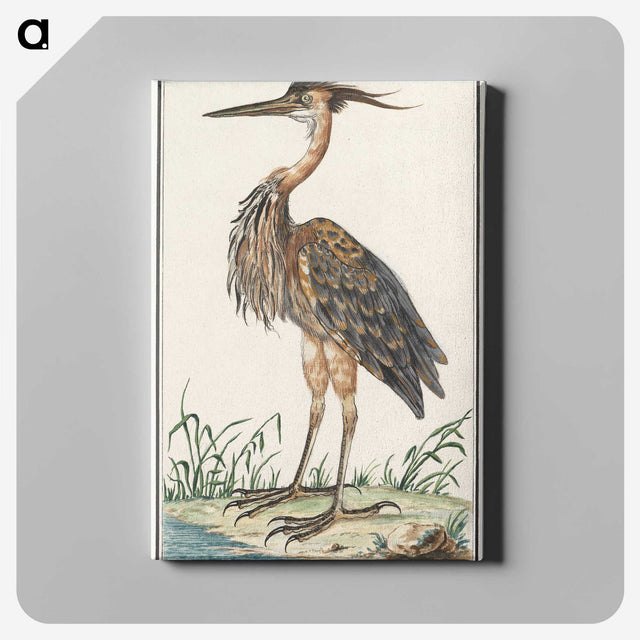 2-21_Anselmus-Boetius-de-Boodt_canvas