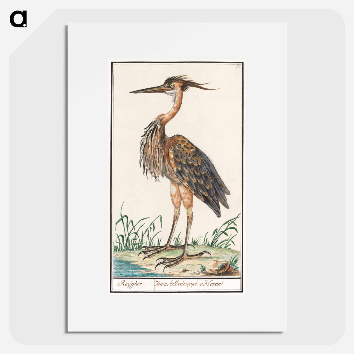 The Purple Heron - アンセルムス ボエティウス デ ブート Poster.