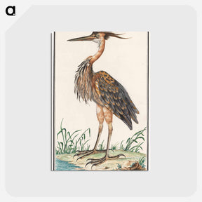 アートポストカード-The Purple Heron - アンセルムス ボエティウス デ ブート Postcard.