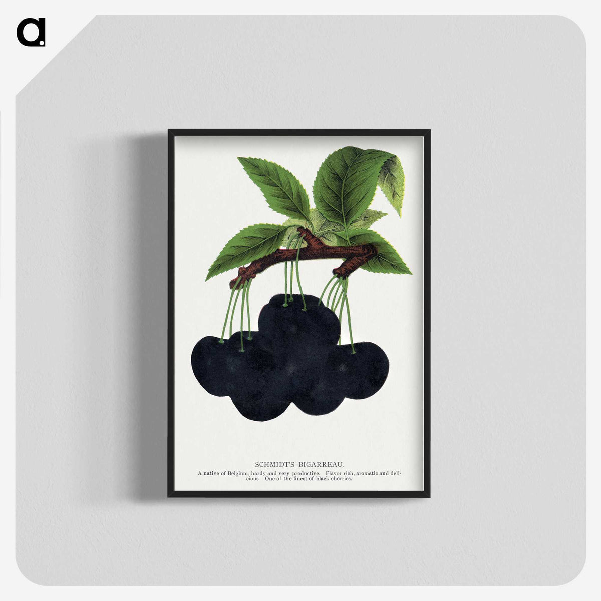 2-21_Botanical-Specimen-Plates_blk-crop