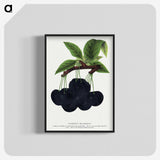 2-21_Botanical-Specimen-Plates_blk-crop