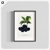 2-21_Botanical-Specimen-Plates_blk