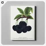 2-21_Botanical-Specimen-Plates_canvas