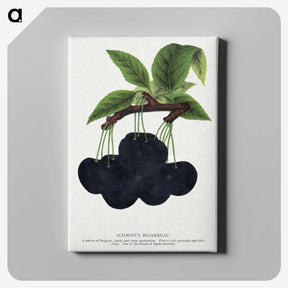 2-21_Botanical-Specimen-Plates_canvas