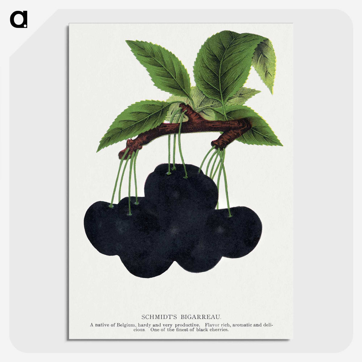 2-21_Botanical-Specimen-Plates_picture-crop