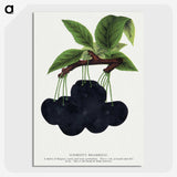 2-21_Botanical-Specimen-Plates_picture-crop