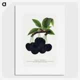 2-21_Botanical-Specimen-Plates_picture