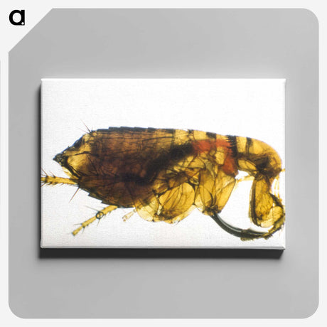 2-21_COVID-19_canvas