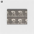 2-21_Eadweard-Muybridge_memo