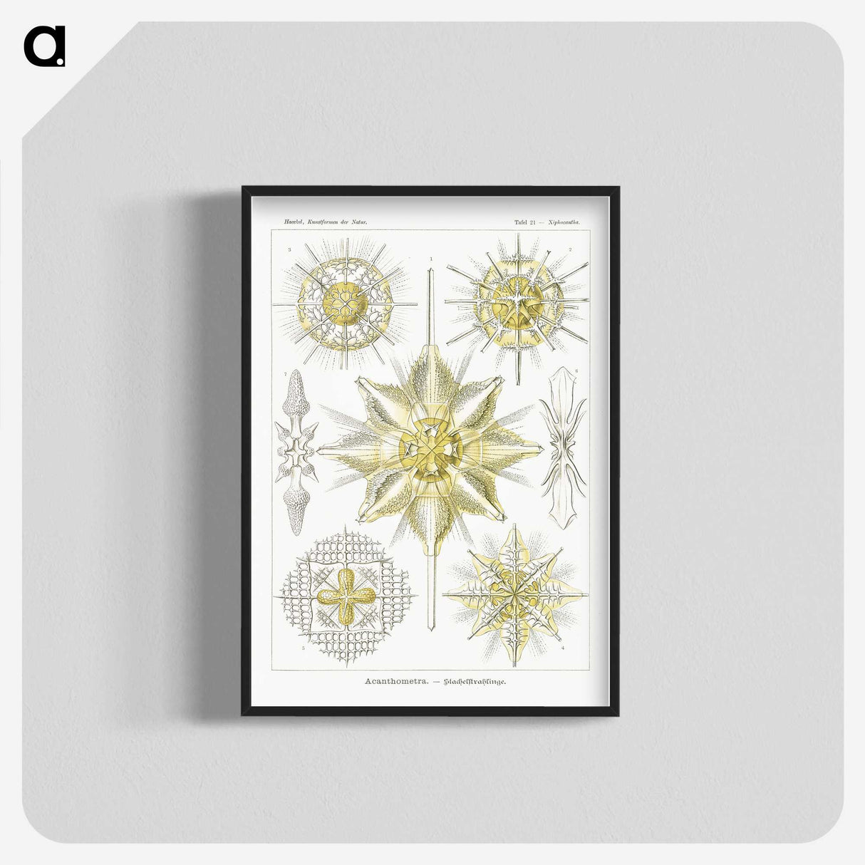 2-21_Ernst-Haeckel_blk-crop