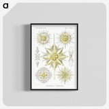 2-21_Ernst-Haeckel_blk-crop