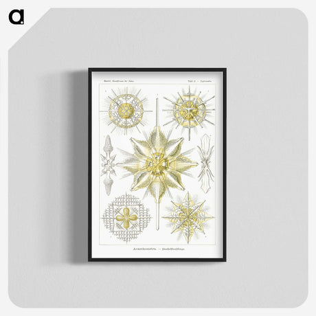 2-21_Ernst-Haeckel_blk-crop