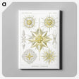 2-21_Ernst-Haeckel_canvas