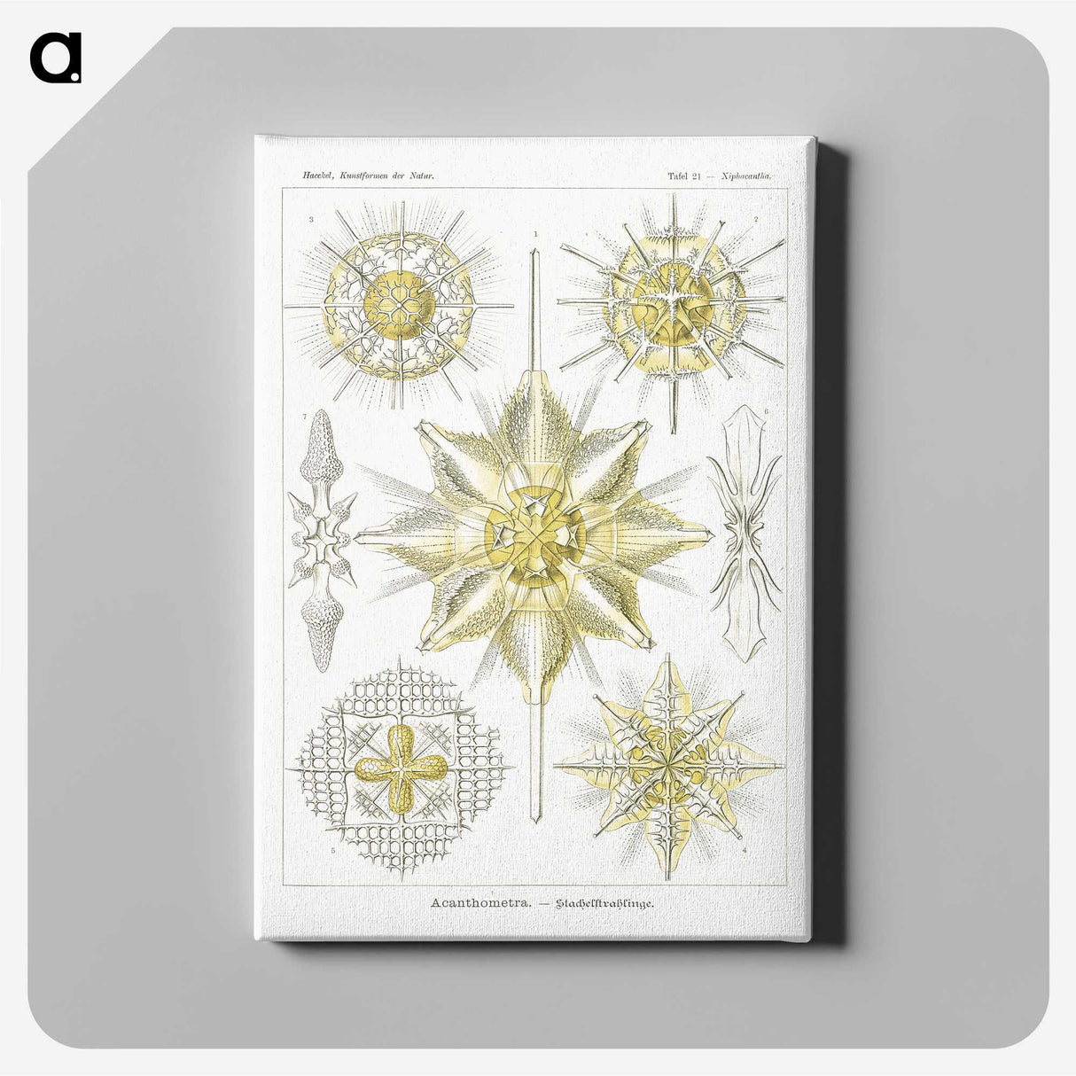 2-21_Ernst-Haeckel_canvas