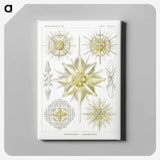 2-21_Ernst-Haeckel_canvas