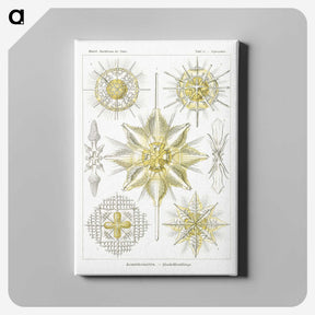 2-21_Ernst-Haeckel_canvas