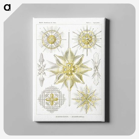 2-21_Ernst-Haeckel_canvas