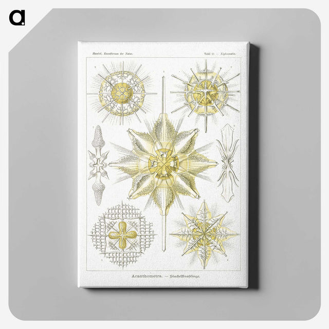 2-21_Ernst-Haeckel_canvas