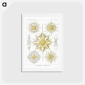 アートポストカード-Acanthometra–Stachelstrahlinge - エルンスト ヘッケル Postcard.