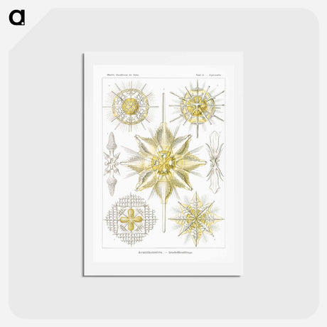 アートポストカード-Acanthometra–Stachelstrahlinge - エルンスト ヘッケル Postcard.