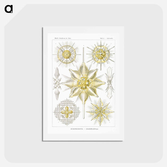 アートポストカード-Acanthometra–Stachelstrahlinge - エルンスト ヘッケル Postcard.