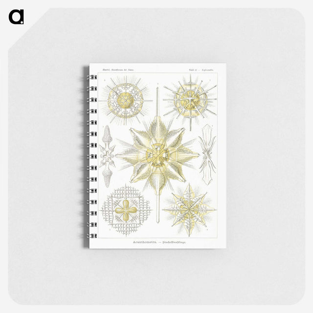2-21_Ernst-Haeckel_memo