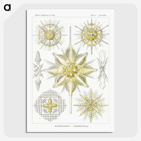 2-21_Ernst-Haeckel_picture-crop