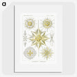 2-21_Ernst-Haeckel_picture