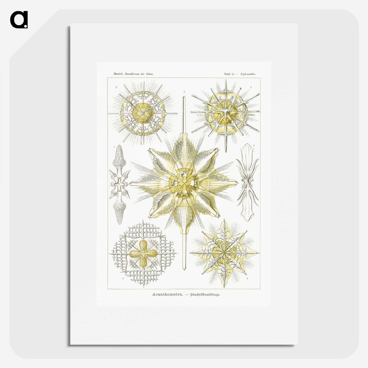 2-21_Ernst-Haeckel_picture