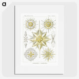 2-21_Ernst-Haeckel_picture
