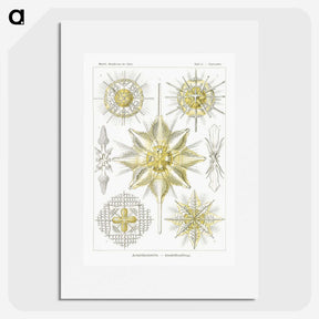 2-21_Ernst-Haeckel_picture