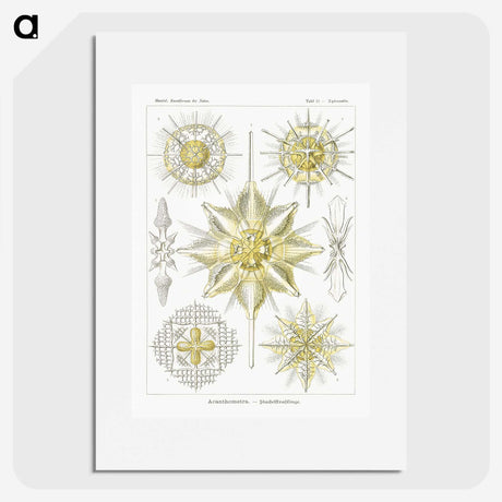 2-21_Ernst-Haeckel_picture