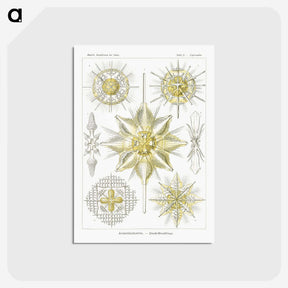 2-21_Ernst-Haeckel_postcard