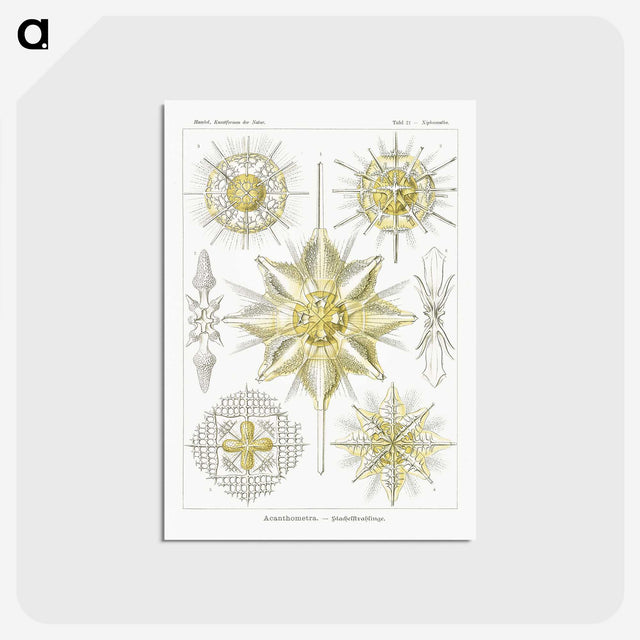 2-21_Ernst-Haeckel_postcard