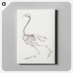 アートパネル-Fowl Skeleton, Lateral View
 - ジョージ スタッブス Canvas.