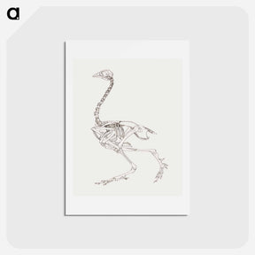 アートポストカード-Fowl Skeleton, Lateral View
 - ジョージ スタッブス Postcard.