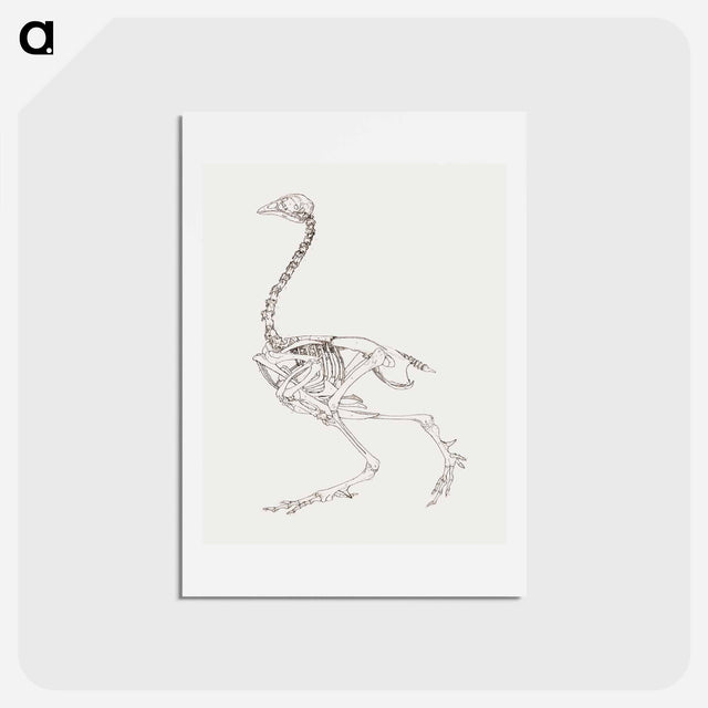 アートポストカード-Fowl Skeleton, Lateral View
 - ジョージ スタッブス Postcard.