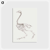 アートポストカード-Fowl Skeleton, Lateral View
 - ジョージ スタッブス Postcard.