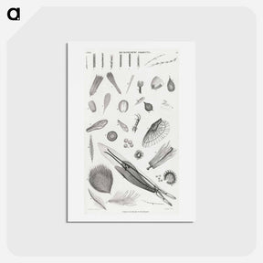 アートポストカード-Microscopic Objects
 - ゴールドスミスの生き生きとした自然 Postcard.