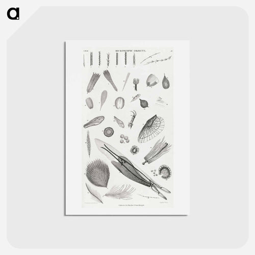 Microscopic Objects
 - ゴールドスミスの生き生きとした自然 Postcard.