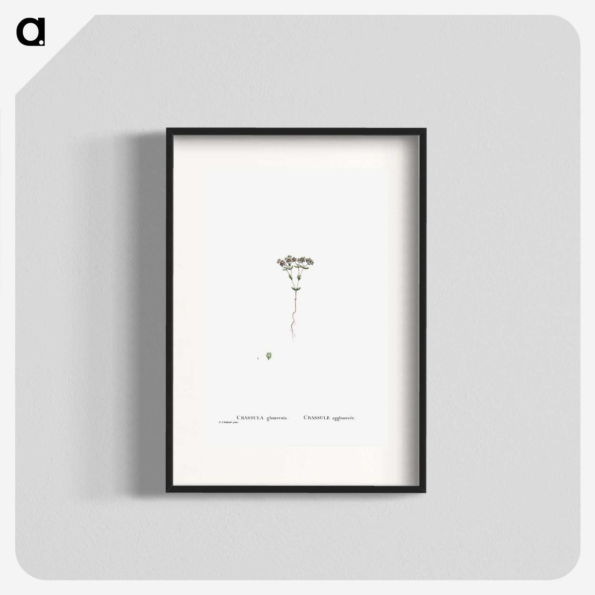 2-21_Histoire-des-Plantes-Grasses_blk