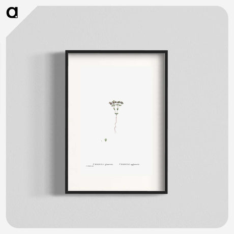 2-21_Histoire-des-Plantes-Grasses_blk
