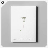 2-21_Histoire-des-Plantes-Grasses_canvas